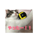 美少女猫の日常挨拶スタンプ（個別スタンプ：18）