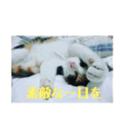 美少女猫の日常挨拶スタンプ（個別スタンプ：19）