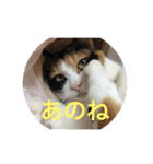 美少女猫の日常挨拶スタンプ（個別スタンプ：23）