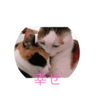 美少女猫の日常挨拶スタンプ（個別スタンプ：24）
