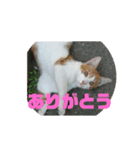 美少女猫の日常挨拶スタンプ（個別スタンプ：25）