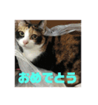美少女猫の日常挨拶スタンプ（個別スタンプ：26）