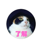 美少女猫の日常挨拶スタンプ（個別スタンプ：29）