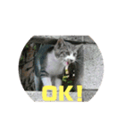 美少女猫の日常挨拶スタンプ（個別スタンプ：30）