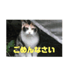 美少女猫の日常挨拶スタンプ（個別スタンプ：31）