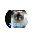 美少女猫の日常挨拶スタンプ（個別スタンプ：32）