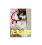 美少女猫の日常挨拶スタンプ（個別スタンプ：33）