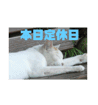 美少女猫の日常挨拶スタンプ（個別スタンプ：34）