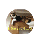 美少女猫の日常挨拶スタンプ（個別スタンプ：36）