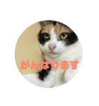 美少女猫の日常挨拶スタンプ（個別スタンプ：37）