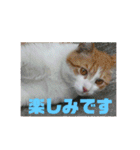 美少女猫の日常挨拶スタンプ（個別スタンプ：38）