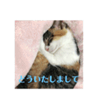 美少女猫の日常挨拶スタンプ（個別スタンプ：39）