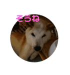 秋男と定春（個別スタンプ：6）