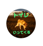 秋男と定春（個別スタンプ：8）