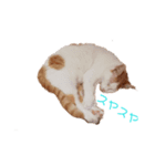 猫生活1（個別スタンプ：1）
