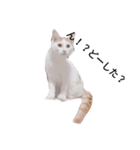 猫生活1（個別スタンプ：4）