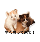 猫生活1（個別スタンプ：5）