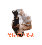 猫生活1（個別スタンプ：6）