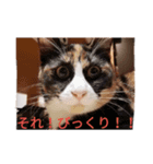 猫生活1（個別スタンプ：7）