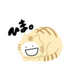 シュールなゆるねこさん（個別スタンプ：5）