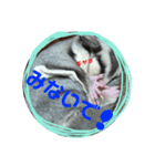 モモンガ（ふぅた）の日常1（個別スタンプ：6）