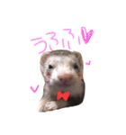 うちのフェレット。（個別スタンプ：1）