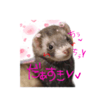 うちのフェレット。（個別スタンプ：4）