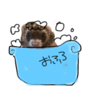うちのフェレット。（個別スタンプ：10）