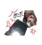 うちのフェレット。（個別スタンプ：12）