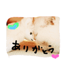 夢にゃんこ♪2（個別スタンプ：5）
