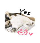 夢にゃんこ♪2（個別スタンプ：6）