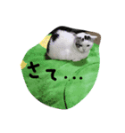 夢にゃんこ♪2（個別スタンプ：7）