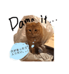 関西弁猫ちゃんズ。Ver2（個別スタンプ：2）