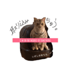 関西弁猫ちゃんズ。Ver2（個別スタンプ：3）