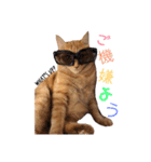 関西弁猫ちゃんズ。Ver2（個別スタンプ：4）
