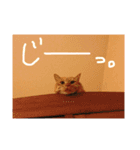 関西弁猫ちゃんズ。Ver2（個別スタンプ：7）