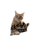 関西弁猫ちゃんズ。Ver2（個別スタンプ：8）