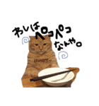 関西弁猫ちゃんズ。Ver2（個別スタンプ：10）