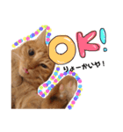 関西弁猫ちゃんズ。Ver2（個別スタンプ：12）