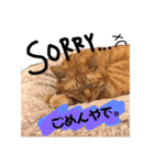 関西弁猫ちゃんズ。Ver2（個別スタンプ：13）