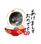 気分だにゃ（個別スタンプ：5）