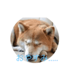 犬のスタンプ114514（個別スタンプ：1）
