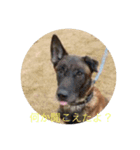 犬のスタンプ114514（個別スタンプ：2）
