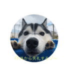 犬のスタンプ114514（個別スタンプ：4）