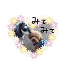 一姫二太郎2匹の愛犬❤スタンプ（個別スタンプ：5）