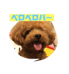 一姫二太郎2匹の愛犬❤スタンプ（個別スタンプ：7）