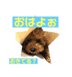 一姫二太郎2匹の愛犬❤スタンプ（個別スタンプ：9）