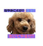 一姫二太郎2匹の愛犬❤スタンプ（個別スタンプ：13）