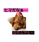 一姫二太郎2匹の愛犬❤スタンプ（個別スタンプ：17）