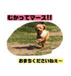 一姫二太郎2匹の愛犬❤スタンプ（個別スタンプ：19）